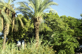 Sea of Galilee Roadside vegetation